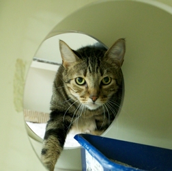 [picture of Freddy, a Domestic Short Hair brown classic tabby cat]