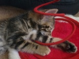 [picture of Freddy, a Domestic Short Hair brown classic tabby cat]