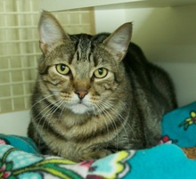 [picture of Freddy, a Domestic Short Hair brown classic tabby\ cat] 