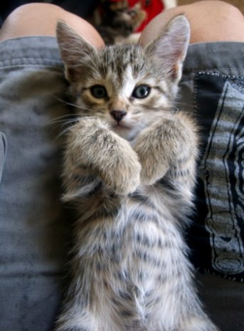 picture of Liono, a Domestic Short Hair brown tabby