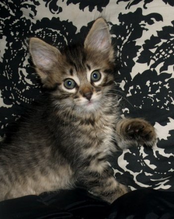 picture of Squirtle, a Domestic Medium Hair brown tabby