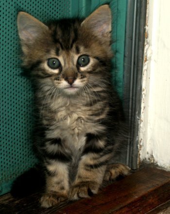 picture of Snarf, a Domestic Medium Hair brown classic tabby