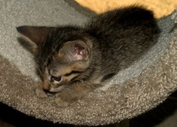 picture of Petunia, a Domestic Short Hair brown tabby