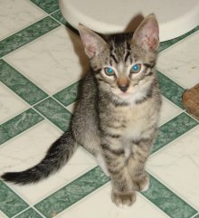 another picture of Mikey, a Domestic Short Hair gray mackeral tabby