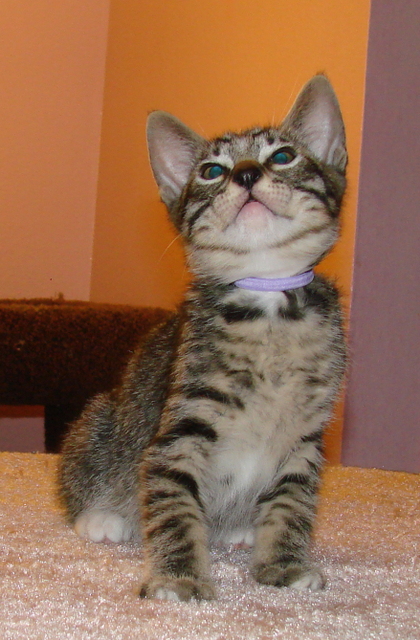 picture of Mikey, a Domestic Short Hair gray mackeral tabby