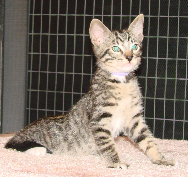 picture of Mikey, a Domestic Short Hair gray mackeral tabby