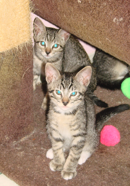 picture of Mikey, a Domestic Short Hair gray mackeral tabby