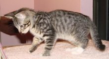 picture of Mikey, a Domestic Short Hair gray mackeral tabby