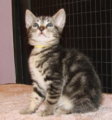 another picture of Alex, a Domestic Short Hair classic tabby