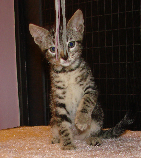 picture of Alex, a Domestic Short Hair classic tabby