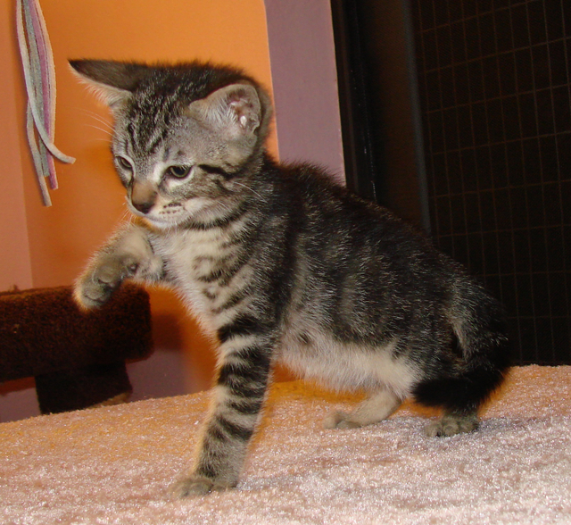 picture of Alex, a Domestic Short Hair classic tabby