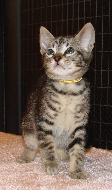 picture of Alex, a Domestic Short Hair classic tabby