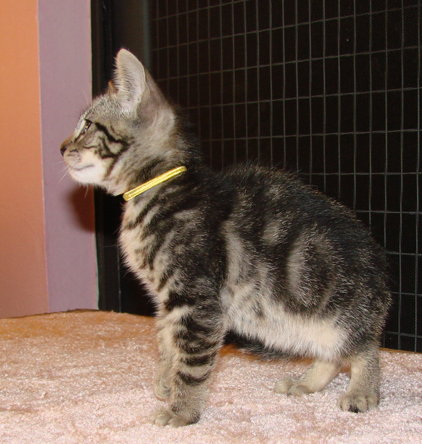 picture of Alex, a Domestic Short Hair classic tabby