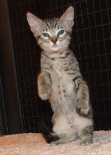 another picture of Zack, a Domestic Short Hair mackeral tabby