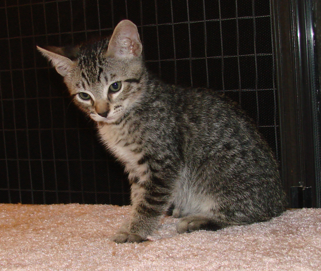 picture of Zack, a Domestic Short Hair mackeral tabby