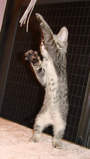 picture of Zack, a Domestic Short Hair mackeral tabby