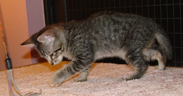 picture of Zack, a Domestic Short Hair mackeral tabby