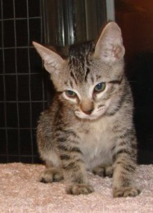 picture of Zack, a Domestic Short Hair mackeral tabby