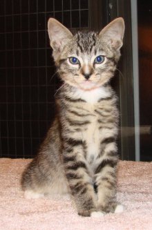 another picture of Billy, a Domestic Short Hair mackeral tabby