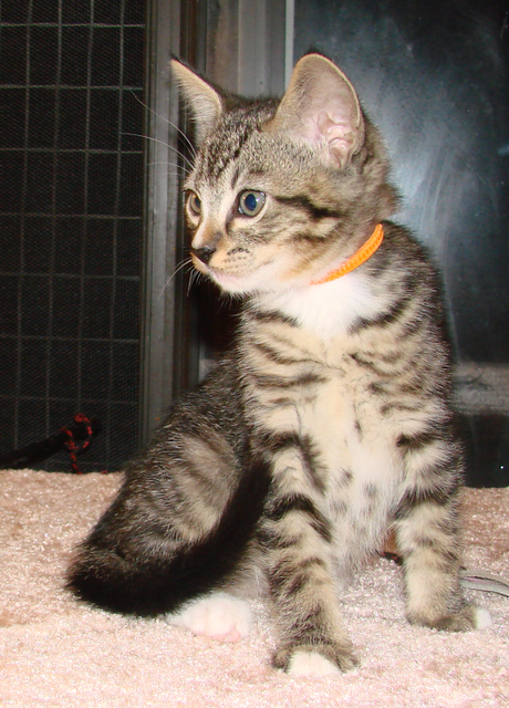 picture of Billy, a Domestic Short Hair mackeral tabby