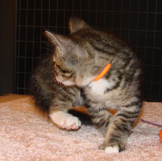 picture of Billy, a Domestic Short Hair mackeral tabby