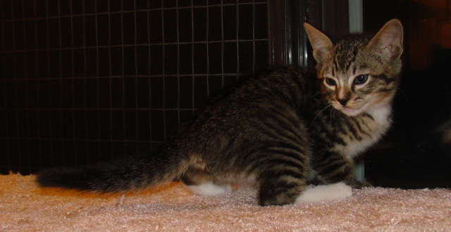 picture of Billy, a Domestic Short Hair mackeral tabby