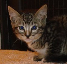 picture of Billy, a Domestic Short Hair mackeral tabby