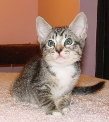 another picture of Henry, a Domestic Short Hair mackeral tabby
