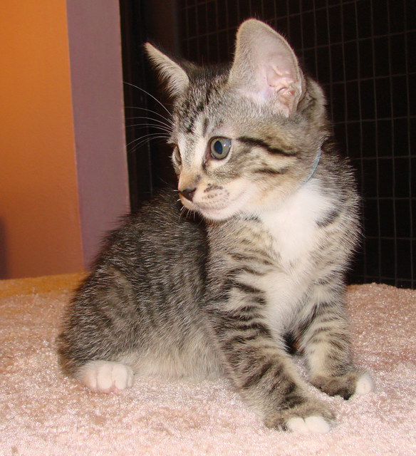 picture of Henry, a Domestic Short Hair mackeral tabby