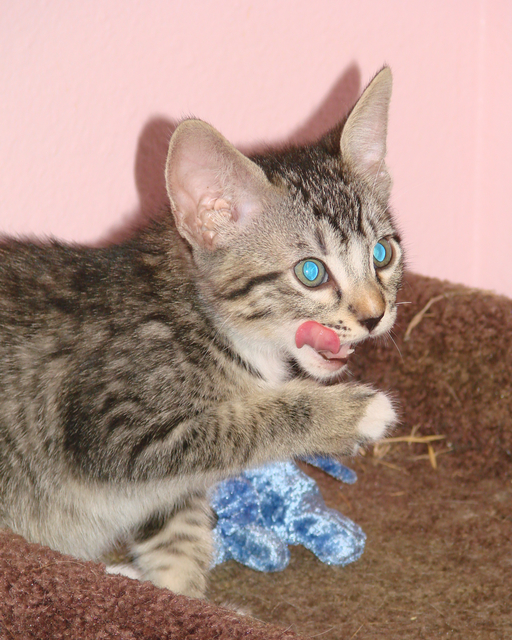 picture of Henry, a Domestic Short Hair mackeral tabby