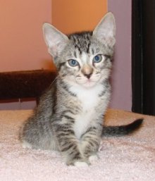 picture of Henry, a Domestic Short Hair mackeral tabby