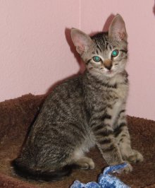 another picture of Baby Lily, a Domestic Short Hair gray mackeral tabby