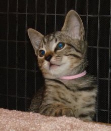 picture of Baby Lily, a Domestic Short Hair gray mackeral tabby