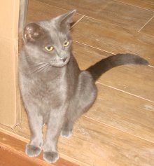another picture of Smokey, a Domestic Short Hair gray