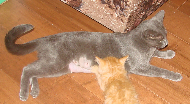 picture of Smokey, a Domestic Short Hair gray