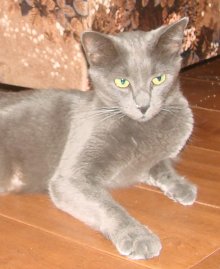 picture of Smokey, a Domestic Short Hair gray