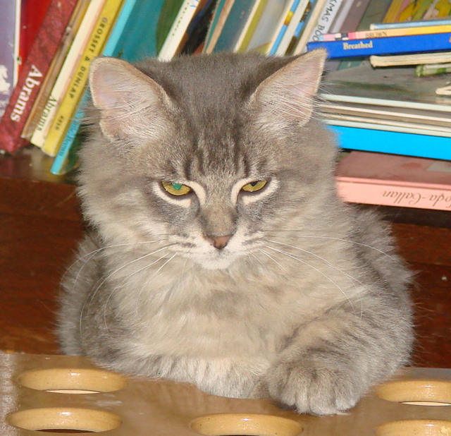 picture of Kashmir, a Domestic Medium Hair gray tabby