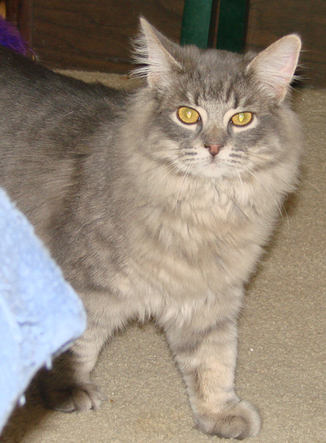 picture of Kashmir, a Domestic Medium Hair gray tabby