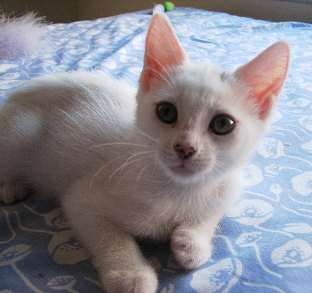 picture of Betty White, a Domestic Short Hair white