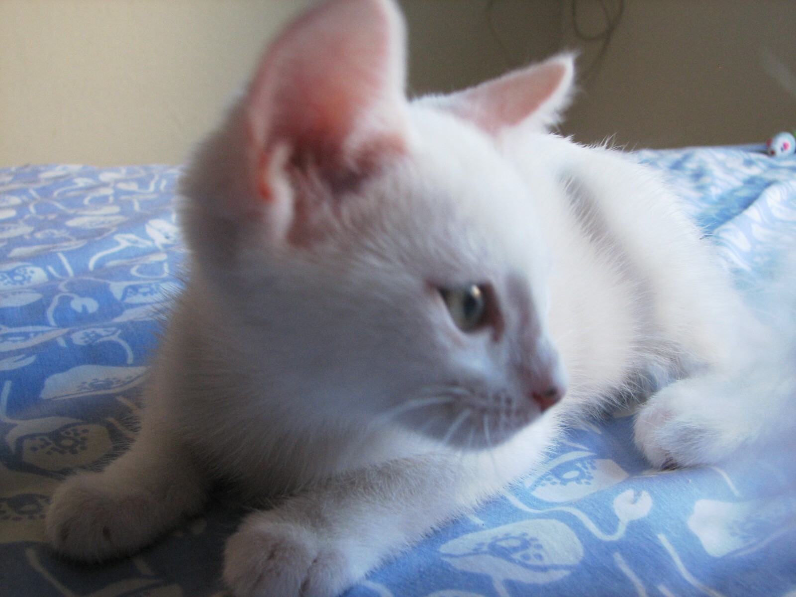 picture of Betty White, a Domestic Short Hair white