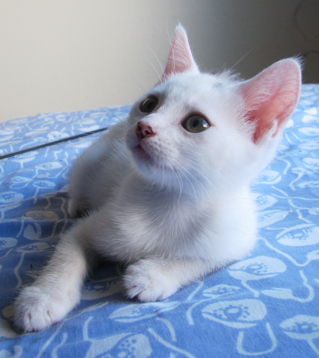 picture of Betty White, a Domestic Short Hair white