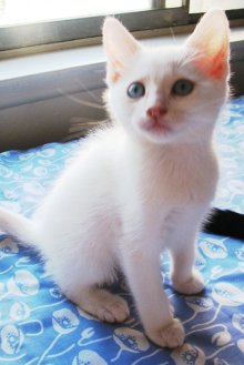 another picture of Blanco, a Domestic Short Hair white