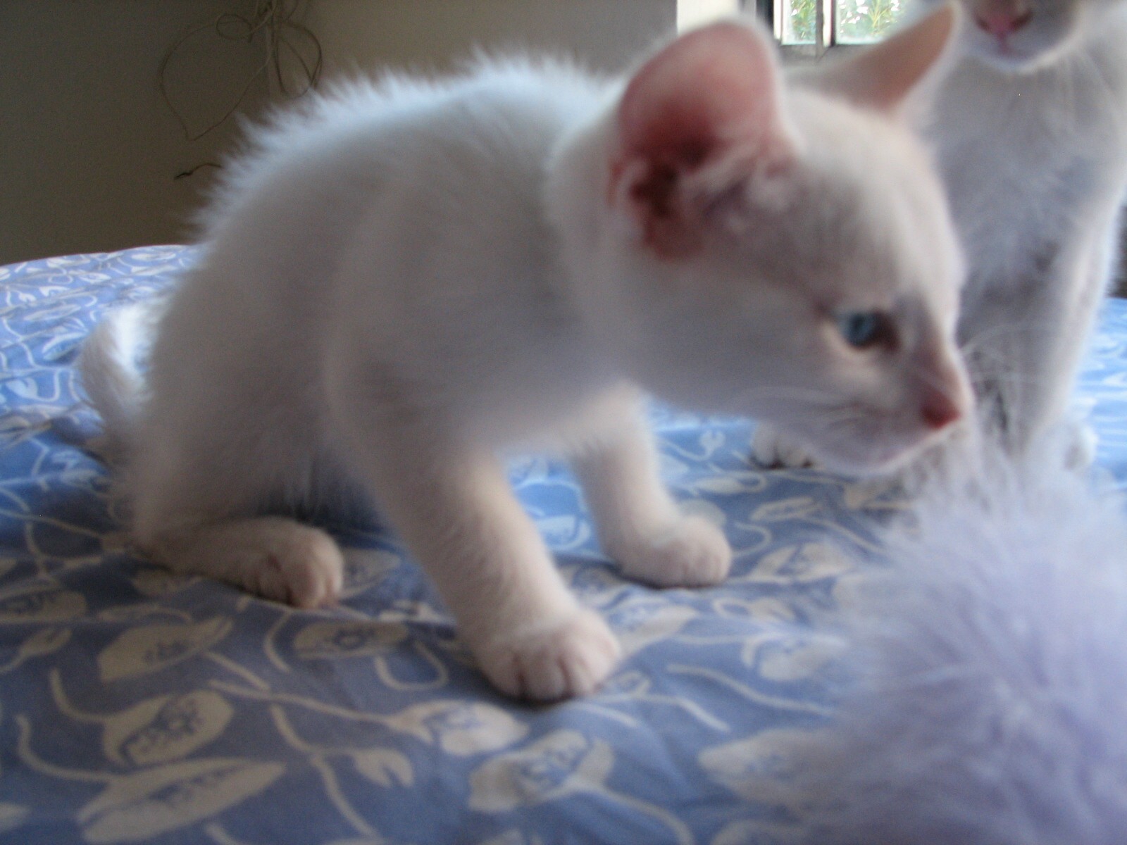 picture of Blanco, a Domestic Short Hair white