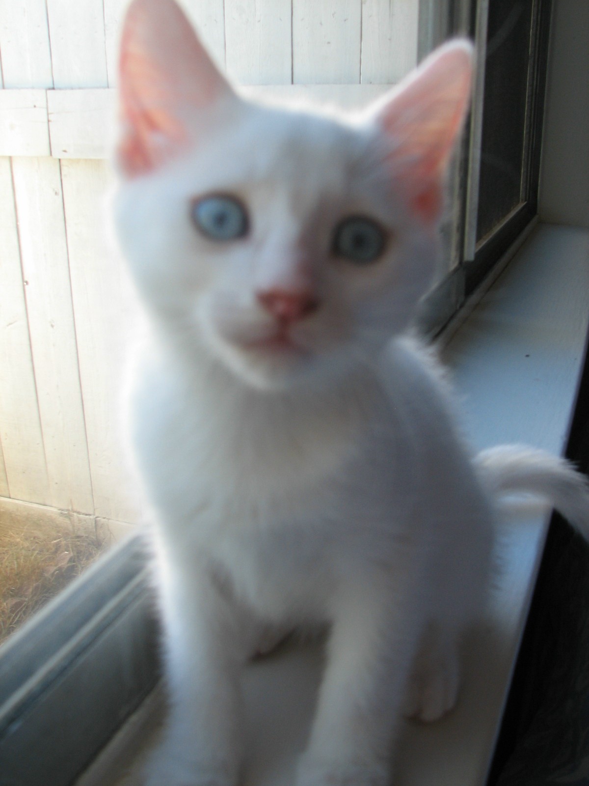 picture of Blanco, a Domestic Short Hair white