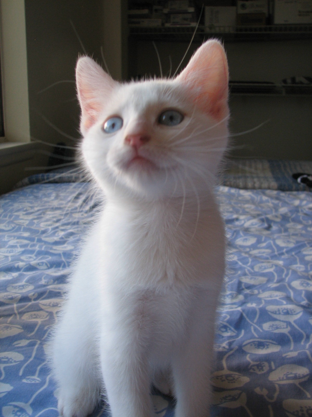 picture of Blanco, a Domestic Short Hair white