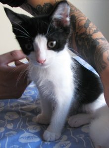 another picture of , a Domestic Short Hair black/white