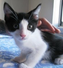 picture of , a Domestic Short Hair black/white