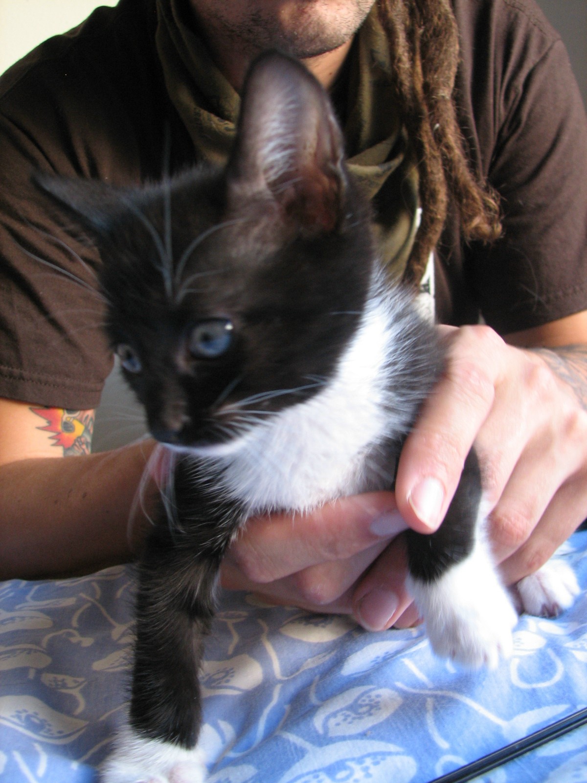 picture of Jillian AKA Trina, a Domestic Short Hair black/white