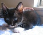 picture of Jillian AKA Trina, a Domestic Short Hair black/white