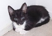 picture of Jillian AKA Trina, a Domestic Short Hair black/white